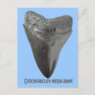 Carcharocles megalodon tand briefkaart