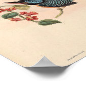 Carcineutes Melanops Kingfisher  Bird Asia Poster (Hoek)