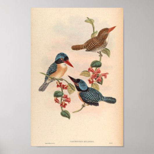 Carcineutes Melanops Kingfisher  Bird Asia Poster (Voorkant)