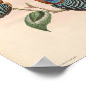 Carcineutes Puchelius Kingfisher Bird Asia Poster (Hoek)