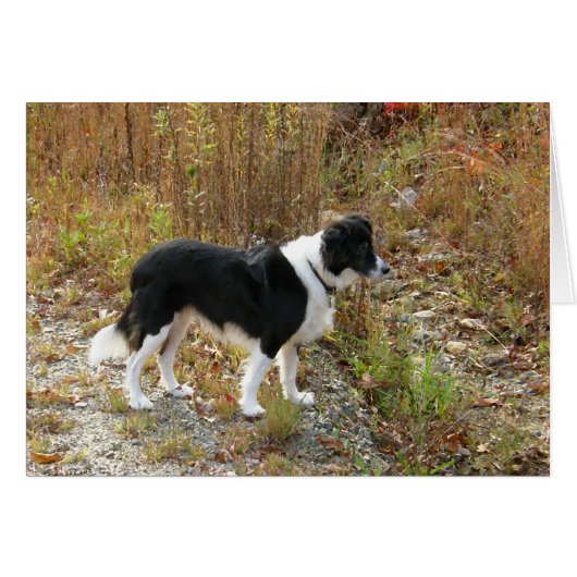 card - Border Collie (Devant horizontal)