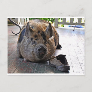 Card. Kunekune Pig. Resting on porch. Briefkaart