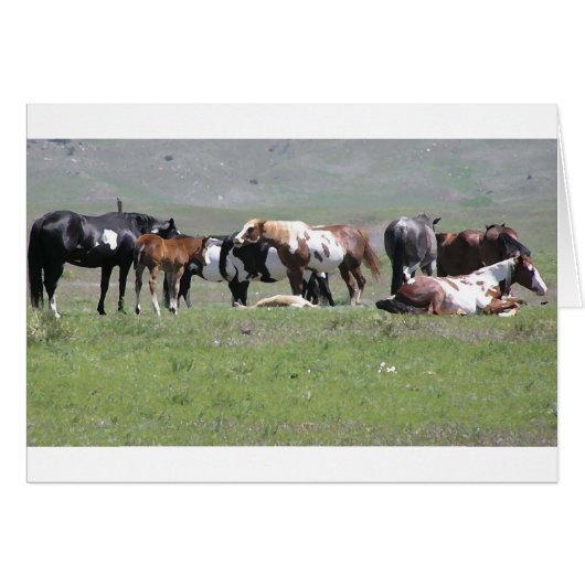 card - Pinto Herd, Dakota du sud (Devant horizontal)
