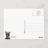 Card Shark King Briefkaart (Achterkant)