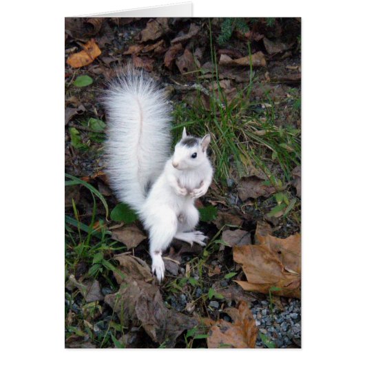 card - White Squirl (Devant)