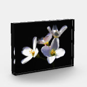 Cardamine Pratensis Flowers pbcna Fotoblokken (Links)