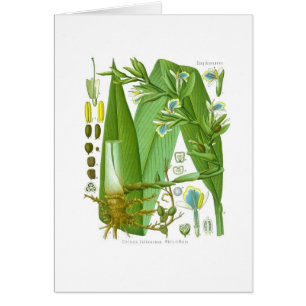 Cardamome