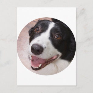 Cardigan Welsh corgi Briefkaart