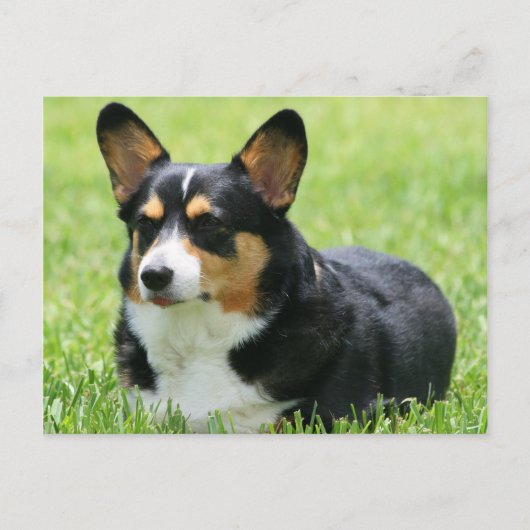 Cardigan Welsh Corgi Briefkaart (Voorkant)