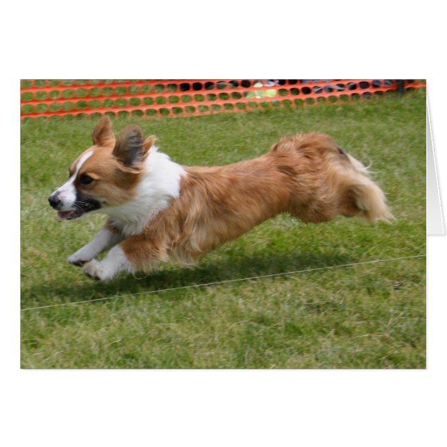 Cardigan Welsh Corgi volant (Devant horizontal)