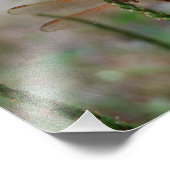 Cardinaal Meadowhawk Dragonfly print Foto Afdruk (Hoek)