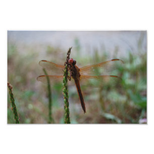 Cardinaal Meadowhawk Dragonfly print Foto Afdruk