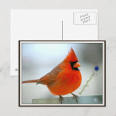 Cardinaal Red Bird Briefkaart (Voorkant / Achterkant)