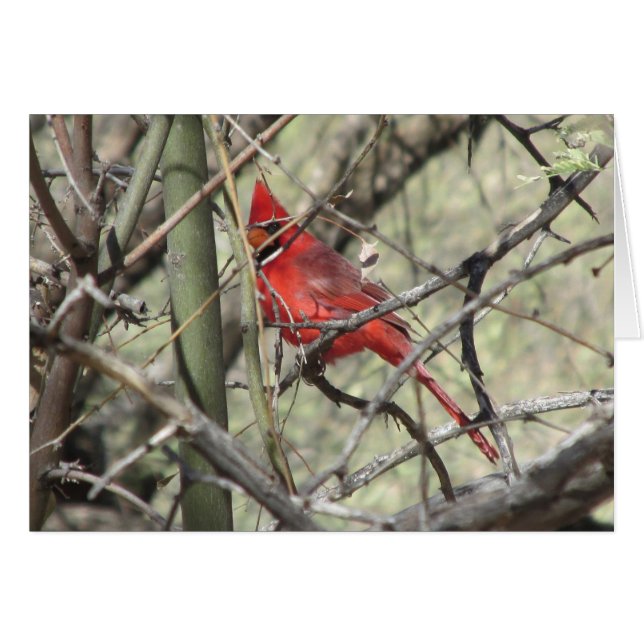 Cardinal (Devant Horizontal)