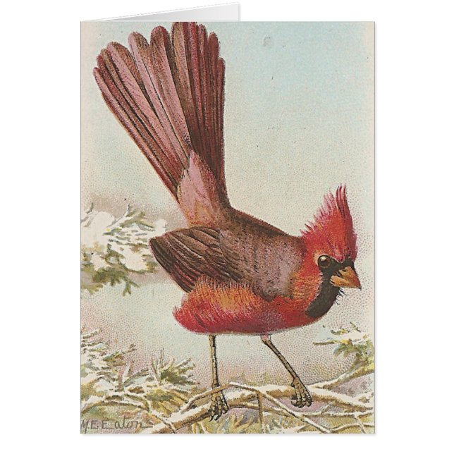 Cardinal (Voorkant)