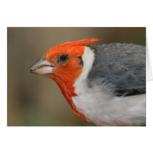 Cardinal à crête rouge