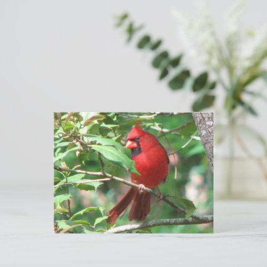 Cardinal à Holly Carte postale (Debout devant)