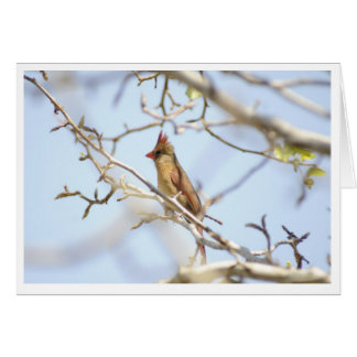 Cardinal Au printemps