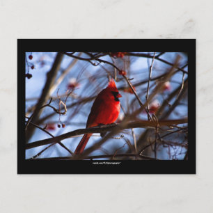 Cardinal - Carte postale