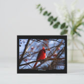 Cardinal - Carte postale (Debout devant)