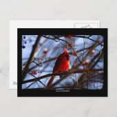 Cardinal - Carte postale (Devant / Derrière)