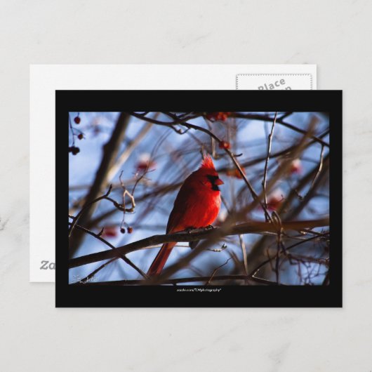 Cardinal - Carte postale (Devant / Derrière)