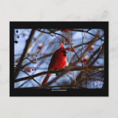 Cardinal - Carte postale (Devant)