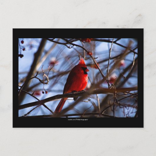 Cardinal - Carte postale (Devant)