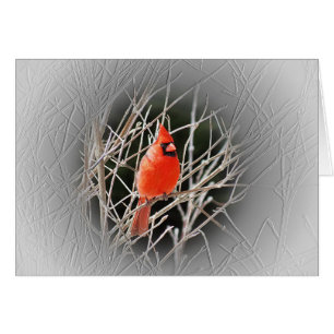 Cardinal centré - oiseau