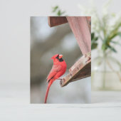 Cardinal chez le Carte pour notes Blank Feeder (Debout devant)