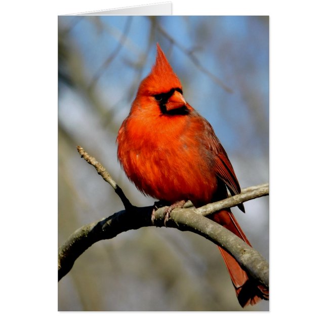 Cardinal Crest Card (Devant)