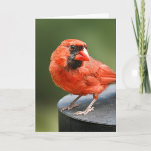 Cardinal Cutie Kaart