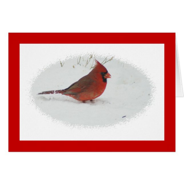 Cardinal dans la neige (Devant horizontal)