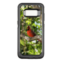 Cardinal dans l'arbre