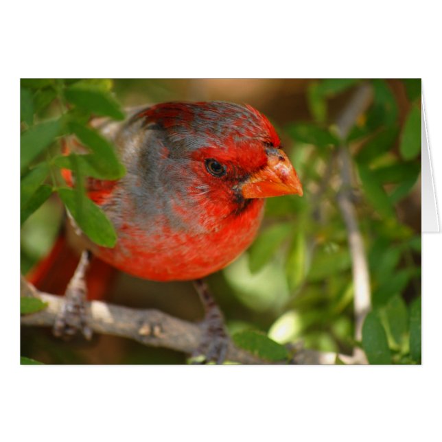 Cardinal de désert (Devant horizontal)