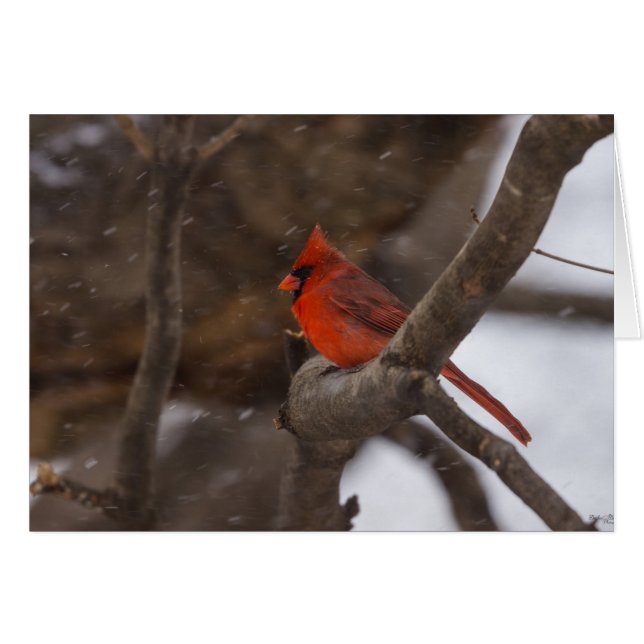 Cardinal de la tempête de neige (Devant Horizontal)