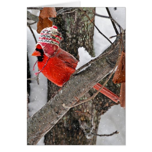 Cardinal de Noël avec un bonnet de tricot (Devant)