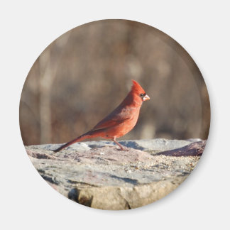 Cardinal d'hiver - aimant