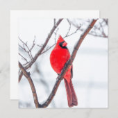 Cardinal d'hiver Carte pour notes plat (Devant / Derrière)