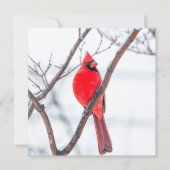 Cardinal d'hiver Carte pour notes plat (Devant)