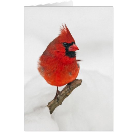 Cardinal du Jour des neiges (Devant)