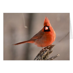 Cardinal du nord