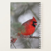 Cardinal du Nord (Dos)