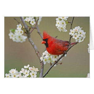 Cardinal du Nord