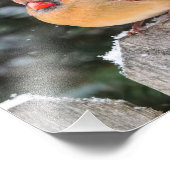 Cardinal du Nord dans la photographie de la nature (Coin)