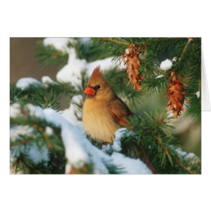 Cardinal du Nord dans un arbre, Illinois