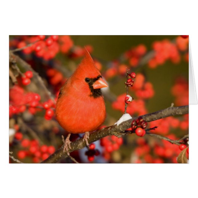 Cardinal du Nord dans Winterberry commun (Devant horizontal)