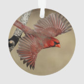 Cardinal du nord en vol (dos)