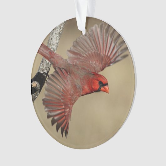 Cardinal du nord en vol (devant)