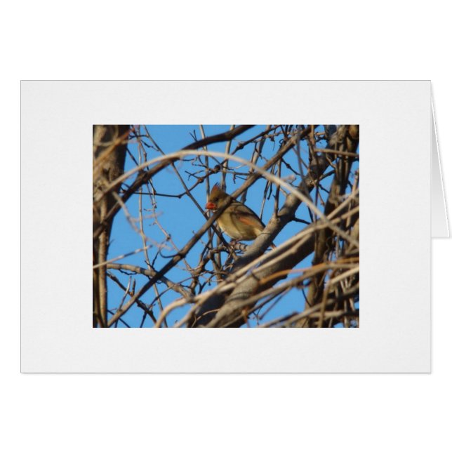 Cardinal du nord féminin (Devant horizontal)